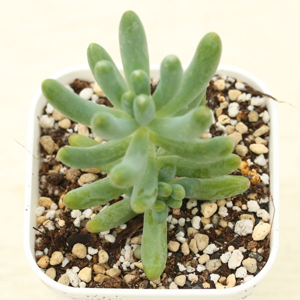 楽天市場】【当店農場生産】多肉植物 パキフィツム 桃美人 7.5センチ