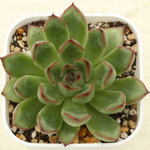 楽天市場】【当店農場生産】多肉植物 エケベリア ギルバの薔薇