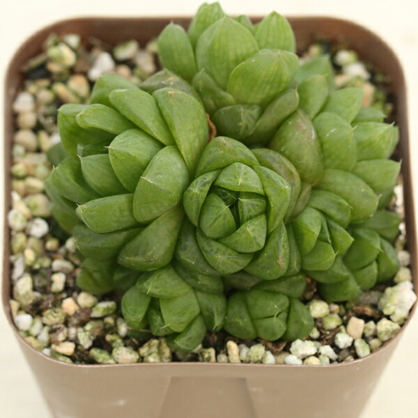 オルビキュラリス 抜き苗(根付き) オルビキュラリス 抜き苗(根付き