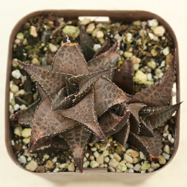 楽天市場】【当店農場生産】多肉植物 アガベ ペローナ 7.5センチポット