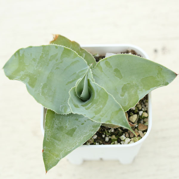 楽天市場】【当店農場生産】多肉植物 アガベ ボビコルヌータ