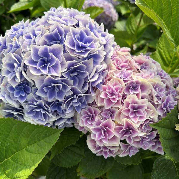楽天市場】【当店農場生産】ハイドランジア ディープパープル ディープ