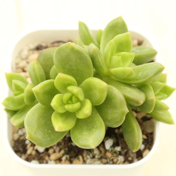楽天市場】【当店農場生産】多肉植物 エケベリア ミニベル錦 7.5 楽天市場】【当店農場生産】多肉植物 エケベリア ミニベル錦 7.5