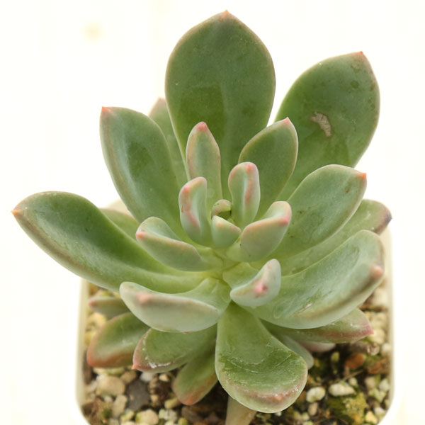 多肉植物✩.*˚プロリフェラ 抜き苗 多肉植物 プロリフィカ 抜き苗 - メルカリ