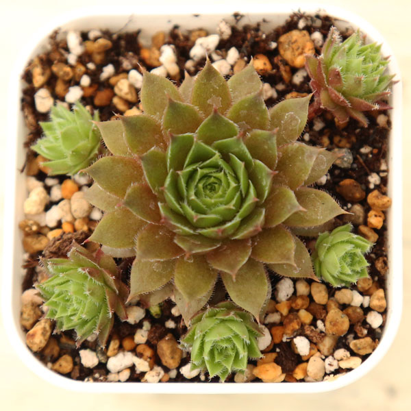 楽天市場】【当店農場生産】多肉植物 センペルビウム 赤巻絹 7.5