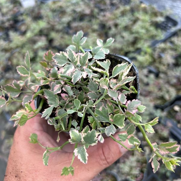 アジュガ シルバー　苗　2ポット分　ネコポス発送 1.アジュガ 苗 シルバー 2ポット分 ネコポス発送 - メルカリ