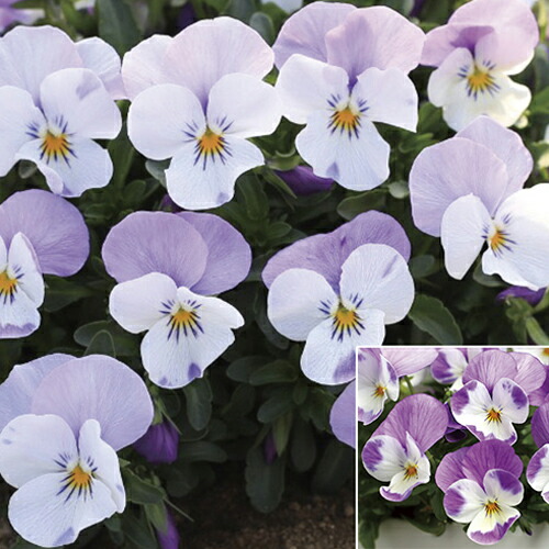 びおら様ご依頼品 計9苗 びおら様ご依頼品 計9苗 当店農場生産】ビオラ