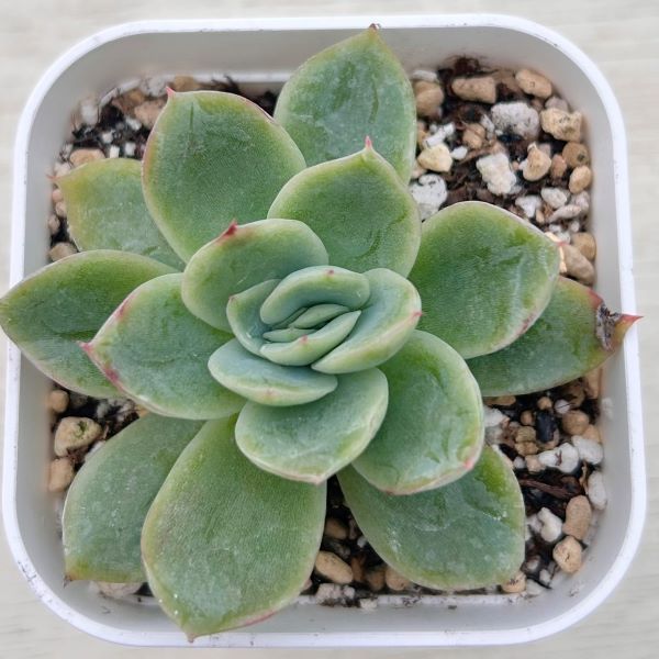 楽天市場】【当店農場生産】多肉植物 エケベリア すみれ牡丹 7.5センチ