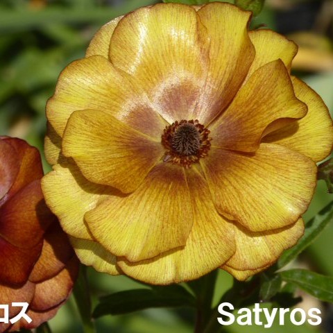 楽天市場】【当店農場生産】ラナンキュラス ラックス アポロン 9センチ