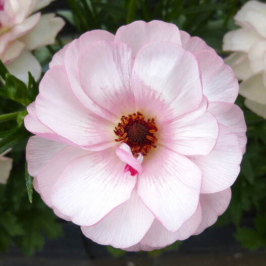 さ■花苗ラナンキュラス　ラックスシリーズ■アポロン&ペネロペ ジャイ様専用□花苗ラナンキュラス ラックスシリーズ□アポロン