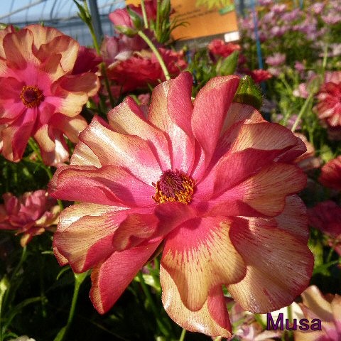 楽天市場】【当店農場生産】ラナンキュラス ラックス アリアドネ 9