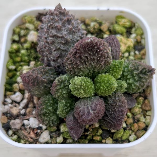 楽天市場】【当店農場生産】○多肉植物 アエオニウム 小人の祭り錦 7.5