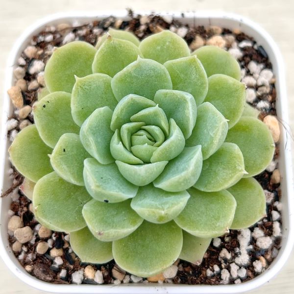 多肉植物　ギルバの薔薇　3株　抜き苗　エケベリア 多肉植物 ギルバの薔薇 3株 抜き苗 エケベリア ギルバの薔薇 | TOMOZOO