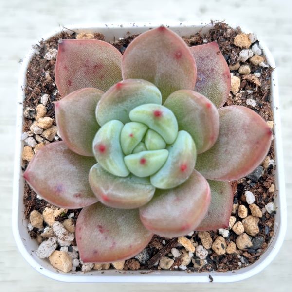 楽天市場】【当店農場生産】○多肉植物 エケベリア 桃太郎 7.5