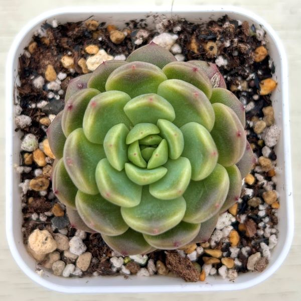 楽天市場】【当店農場生産】○多肉植物 クラッスラ ゴーラム錦 7.5