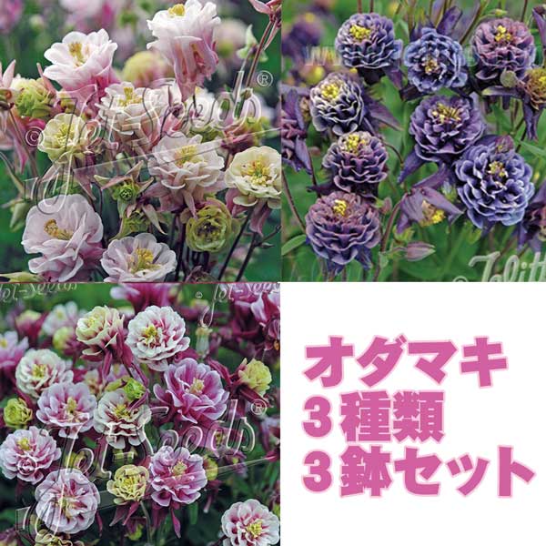 楽天市場】【当店農場生産】ラナンキュラス ラックス 4種類4鉢セット 9