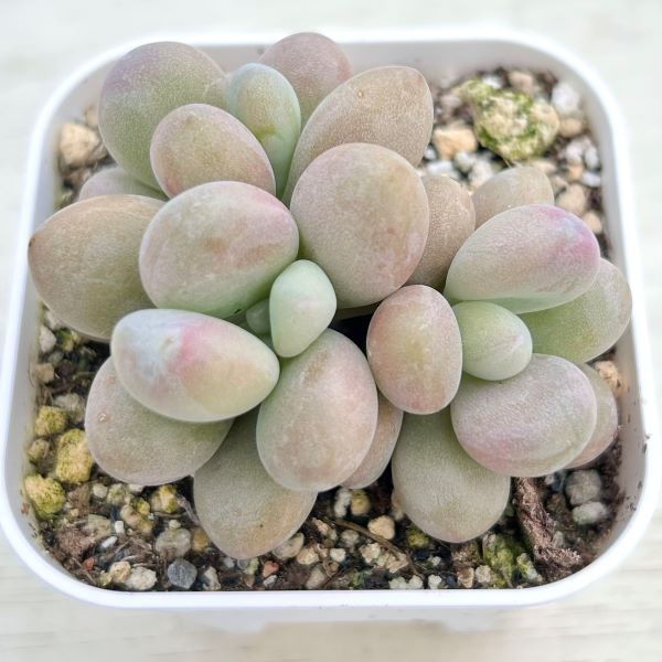 楽天市場】【当店農場生産】多肉植物 パキフィツム 桃美人 7.5 楽天市場】【当店農場生産】多肉植物 パキフィツム 桃美人 7.5
