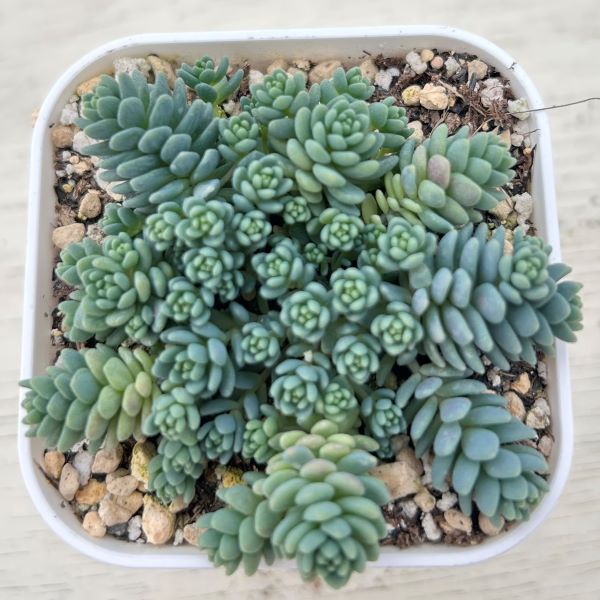 楽天市場】【当店農場生産】多肉植物 グラプトペタルム ミリナエ