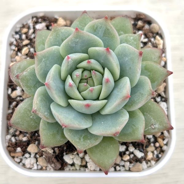 楽天市場】【当店農場生産】○多肉植物 エケベリア 大和錦