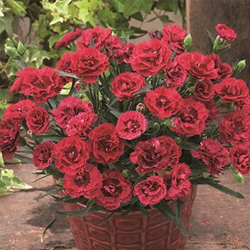 楽天市場】【当店農場生産】ハイドランジア ディープパープル ディープ