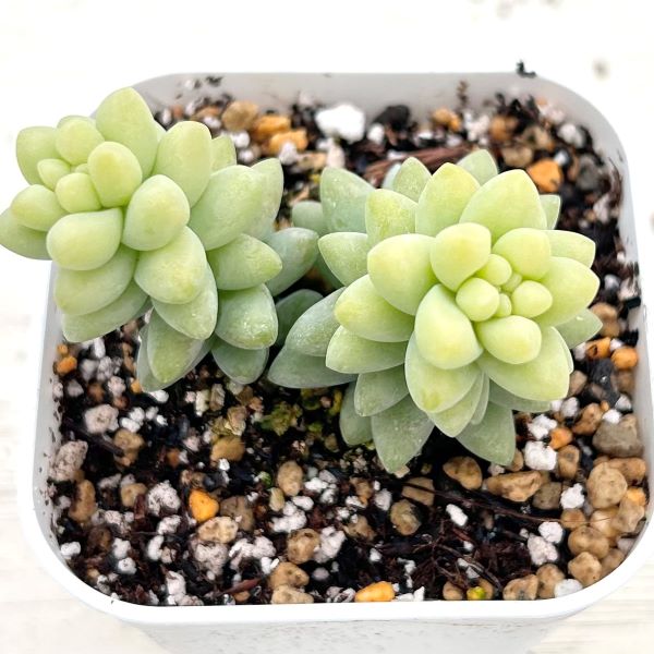 楽天市場】【当店農場生産】多肉植物 セダム 乙女心 7.5センチポット苗