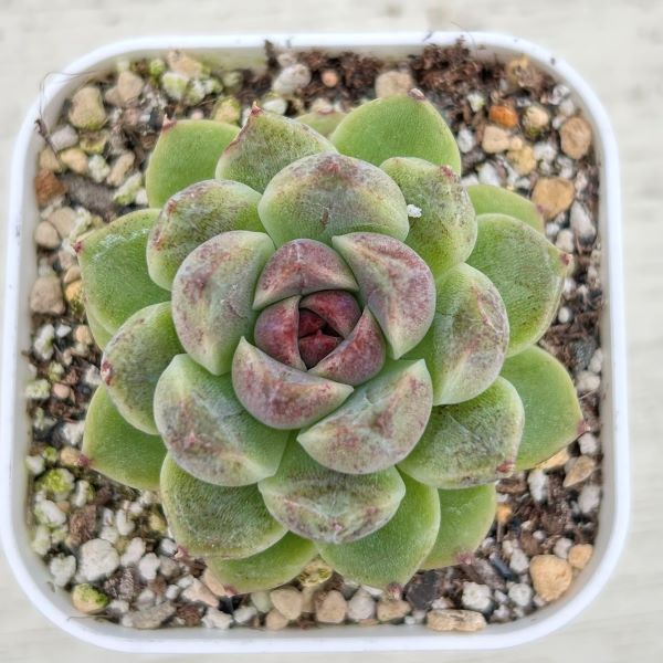 楽天市場】【当店農場生産】○多肉植物 エケベリア ブルーミニマ