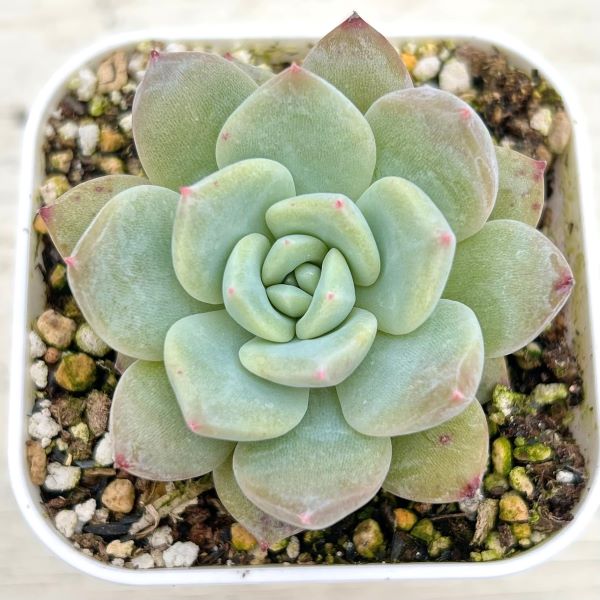 楽天市場】【当店農場生産】○多肉植物 エケベリア スタージェニー 7.5