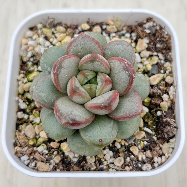 楽天市場】【限定20セット！】多肉植物詰め合わせ☆20種類セット 超