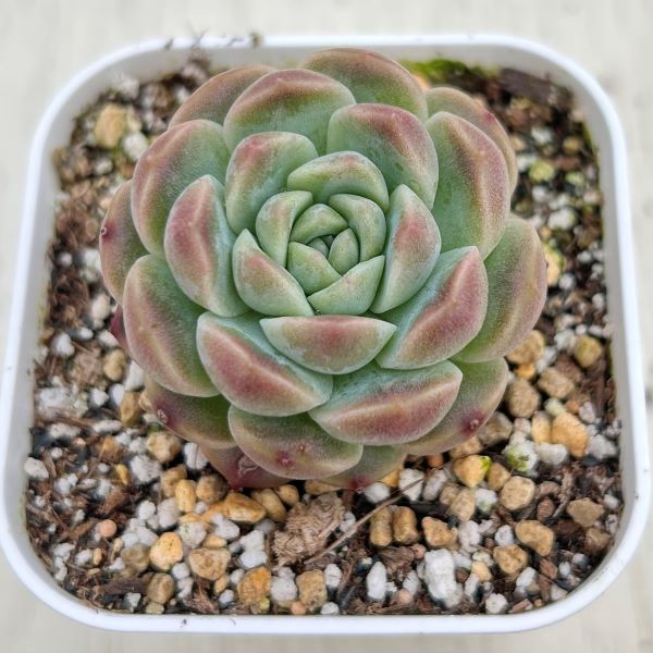 ○多肉植物 エケベリア サクラドリーム 2.5寸苗 - ハニーミント本店