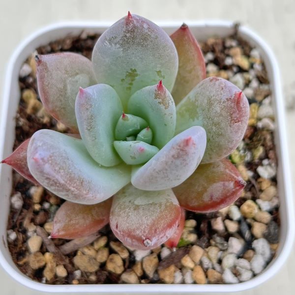 楽天市場】【当店農場生産】多肉植物 エケベリア レインドロップ