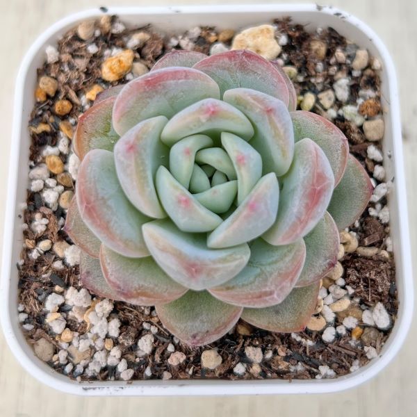 一時中止中☆　多肉植物　エケベリア　ピンクムーンライト　大きめサイズ　カット苗 一時中止中☆ 多肉植物 エケベリア ピンクムーンライト 大きめサイズ