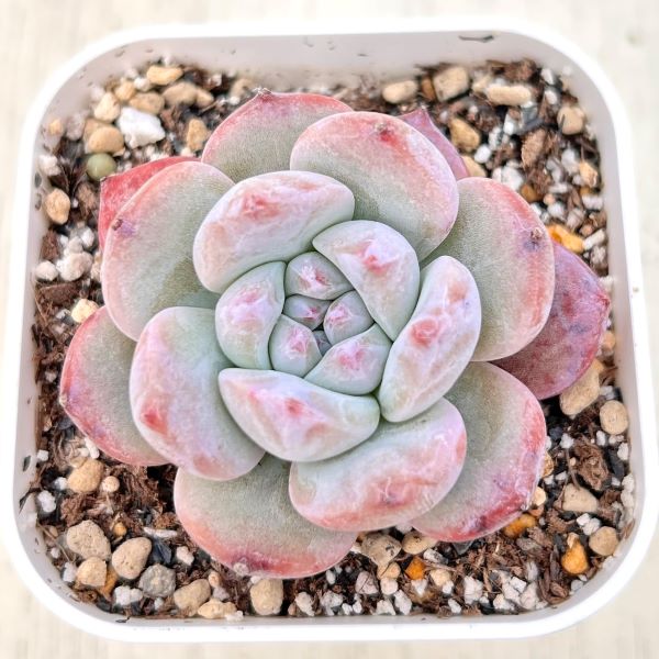 り*ぺ様 A355-4　ブルミニマ錦　105苗　多肉植物　土根付き　エケベリア り*ぺ様 A355-4 ブルミニマ錦 105苗 多肉植物 土根付き エケベリア