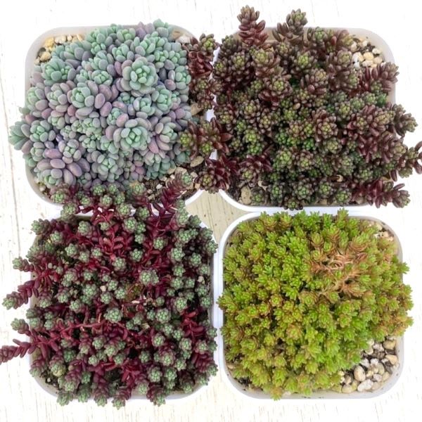 楽天市場】【当店農場生産】多肉植物 アエオニウム 6種類セット 楽天市場】【当店農場生産】多肉植物 アエオニウム 6種類セット