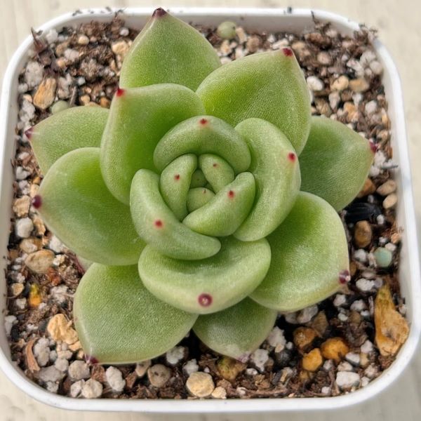 楽天市場】【当店農場生産】多肉植物 エケベリア フロリディティ 楽天市場】【当店農場生産】多肉植物 エケベリア フロリディティ