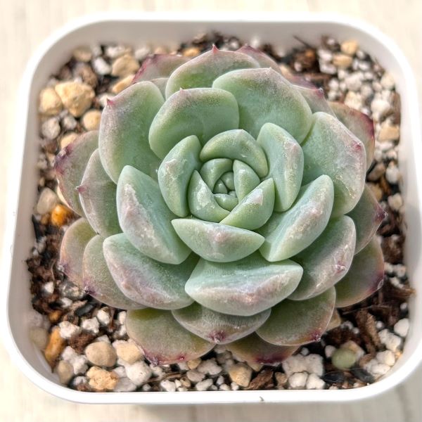 shapes_of_succulents | #アイスシュガークリスタル 可愛いから