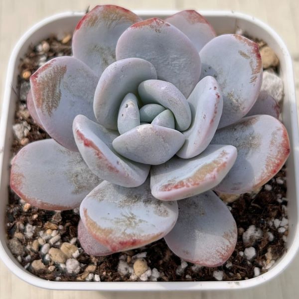 な*★様 U546　花団錦　土鉢付き　24鉢　多肉植物 エケベリア 韓国苗 サボ 人気商品【24鉢の土鉢付きセット】花団錦！ 多肉植物 佐川急便