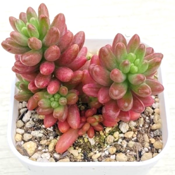 楽天市場】【当店農場生産】多肉植物 セダム 恋心 7.5センチ 楽天市場】【当店農場生産】多肉植物 セダム 恋心 7.5センチ