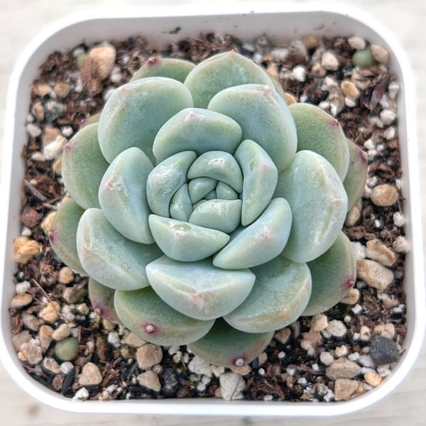 楽天市場】【当店農場生産】○多肉植物 エケベリア ムーンライト 7.5