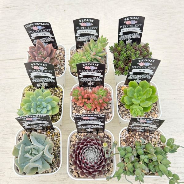 楽天市場】【マラソン限定☆エントリーでMAXP10倍＆10％OFF
