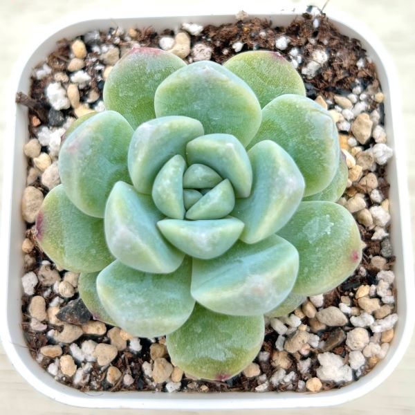 楽天市場】【当店農場生産】○多肉植物 エケベリア スノーピーチ 7.5