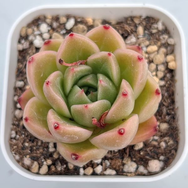 楽天市場】【当店農場生産】○多肉植物 エケベリア サクラ