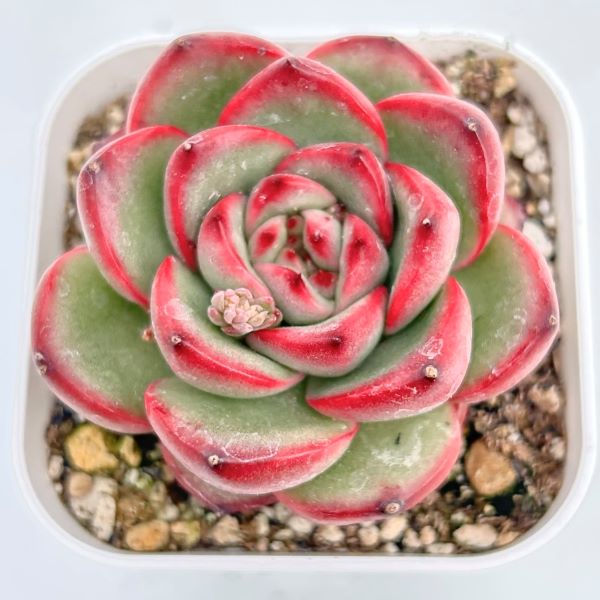 男*屋様 H775 ストリクチフローラ 50株 抜き苗 多肉植物 エケベリア 韓