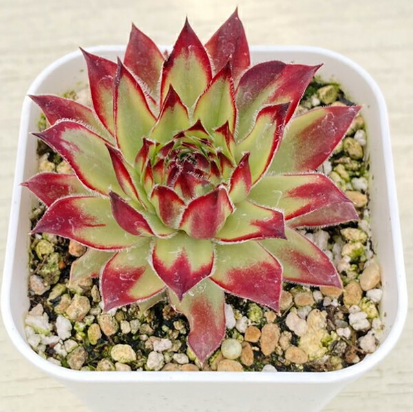 楽天市場】【当店農場生産】多肉植物 センペルビウム サマー
