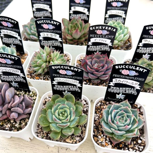 楽天市場】【当店農場生産】◇多肉植物 エケベリア プリンセス