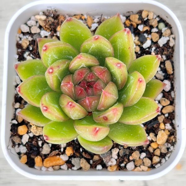 楽天市場】【当店農場生産】○多肉植物 エケベリア レッドジカ