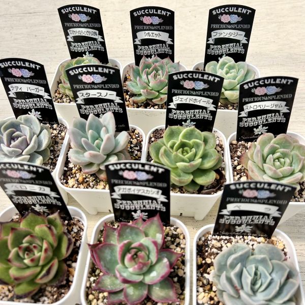 楽天市場】☆送料無料☆多肉植物苗9種類セット☆おひとり様1セット限り 