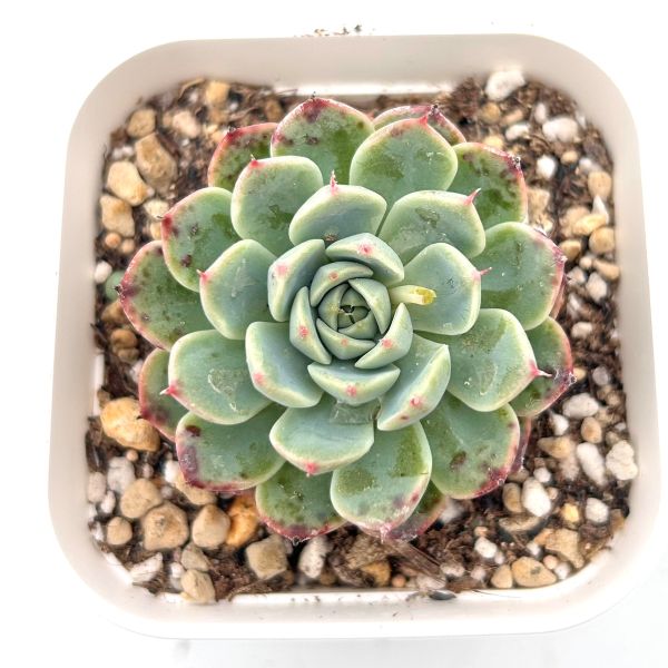 楽天市場】【当店農場生産】○多肉植物 エケベリア ビアンテ 7.5センチ