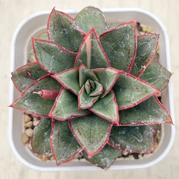 楽天市場】【当店農場生産】○多肉植物 エケベリア ストリクチ