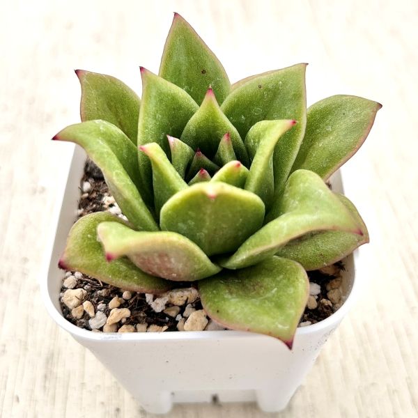 楽天市場】【当店農場生産】○多肉植物 エケベリア ブルーミニマ