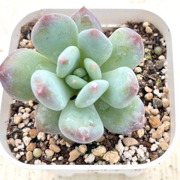 ジェニーミウル 多肉植物 ジェニーミウル 多肉植物 抜き苗 - メルカリ